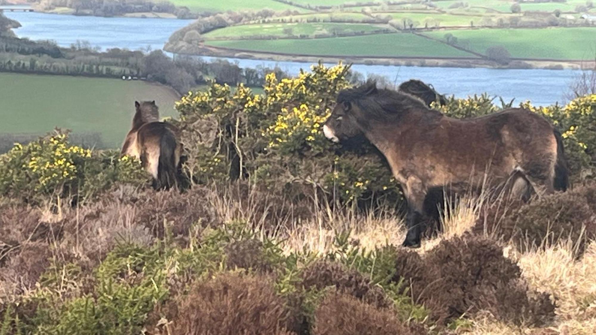 Exmoor Bnb In Withypool On Two Moors Way Zewnętrze zdjęcie