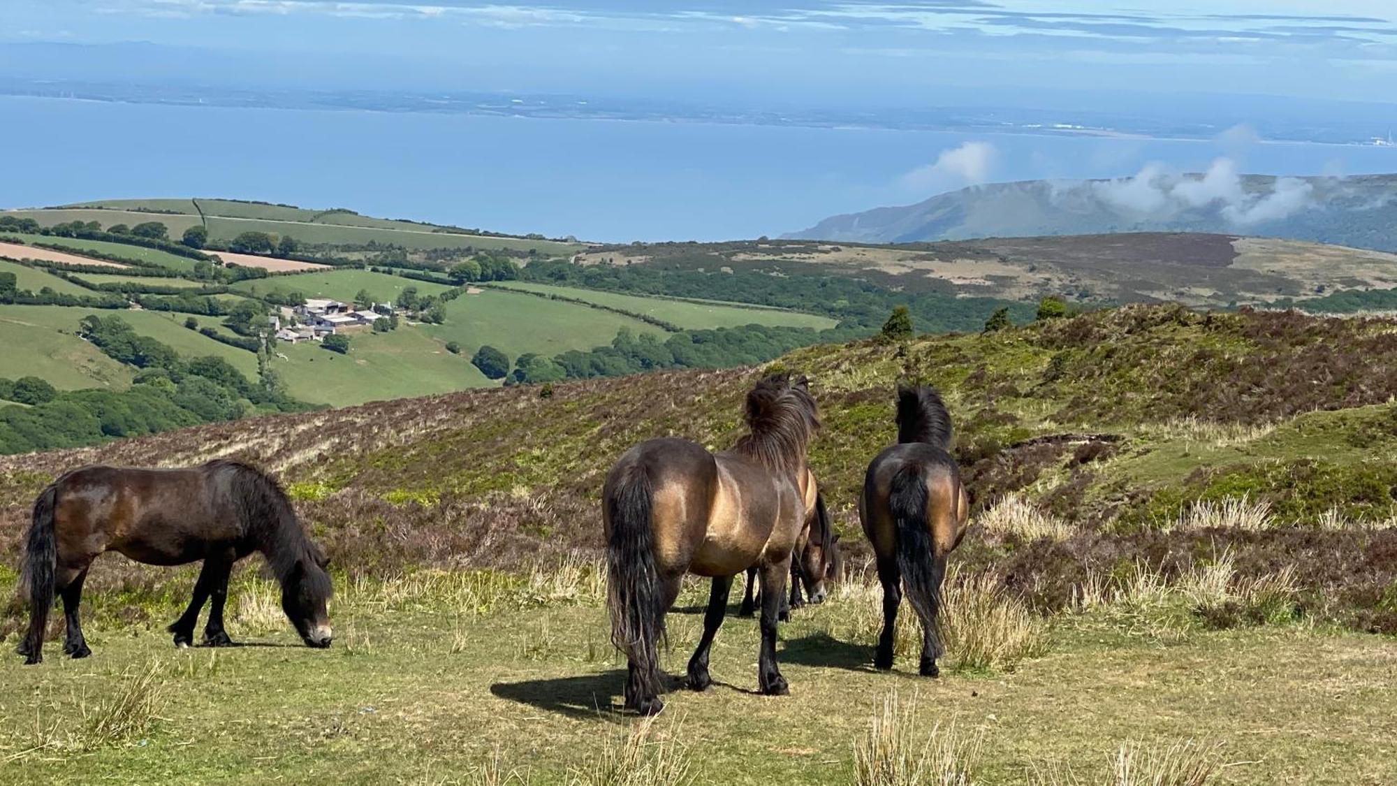 Exmoor Bnb In Withypool On Two Moors Way Zewnętrze zdjęcie